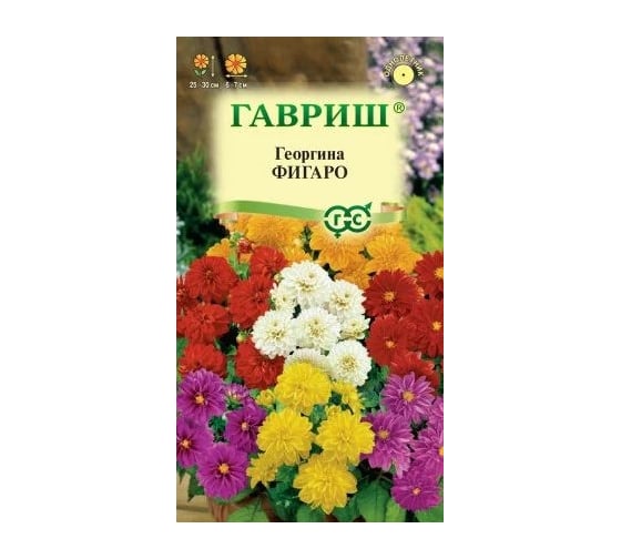 Семена ГАВРИШ Георгина Фигаро 7 шт., негранулированные 1071857500