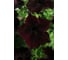 Семена ELITE PLANT-BREEDING & SEED PRODUCTION Co. Петуния крупноцвет софистика блэкберри f1 10 шт эс мини 1999949368 2
