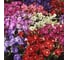 Семена ELITE PLANT-BREEDING & SEED PRODUCTION Co. Петуния многоцвет карпет микс f1 100 шт эс мини 1026993781 4