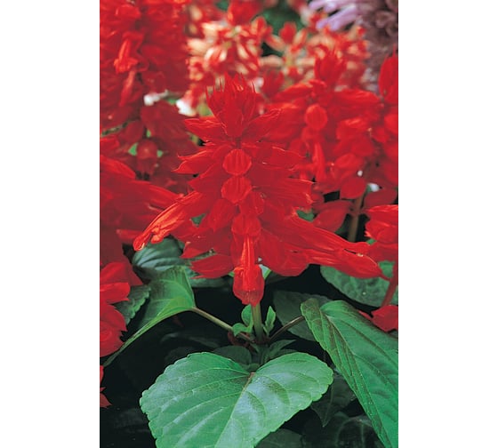 Семена ELITE PLANT-BREEDING & SEED PRODUCTION Co. Сальвия блестящая виста ред 50 шт эс мини 1026994192