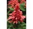 Семена ELITE PLANT-BREEDING & SEED PRODUCTION Co. Сальвия блестящая виста роуз 50 шт эс мини 1026994193 2