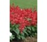 Семена ELITE PLANT-BREEDING & SEED PRODUCTION Co. Сальвия блестящая виста роуз 50 шт эс мини 1026994193 3