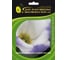 Семена ELITE PLANT-BREEDING & SEED PRODUCTION Co. Эустома сапфир блу чип 30 шт эс мини 1026993765 1