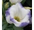 Семена ELITE PLANT-BREEDING & SEED PRODUCTION Co. Эустома сапфир блу чип 30 шт эс мини 1026993765 3