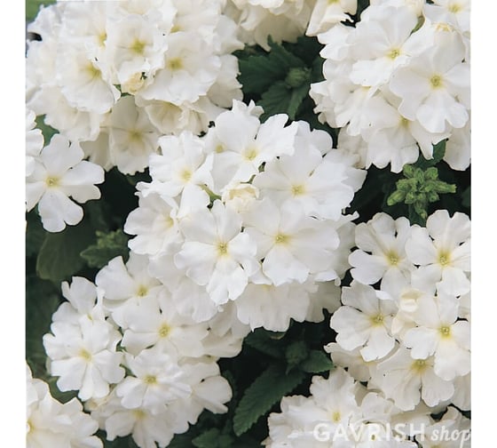 Семена ELITE PLANT-BREEDING & SEED PRODUCTION Co. Вербена гибридная кварц xp уайт 250 шт эс 1910698