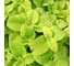 Семена ELITE PLANT-BREEDING & SEED PRODUCTION Co. Колеус блюме визард голден 70 шт эс мини 1999943224 3