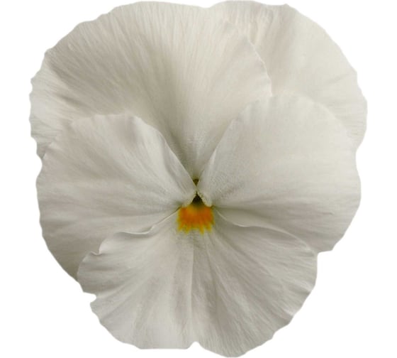 Семена ELITE PLANT-BREEDING & SEED PRODUCTION Co. Виола виттрока матрикс уайт f1 250 шт эс 1910571