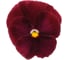 Семена ELITE PLANT-BREEDING & SEED PRODUCTION Co. Виола виттрока матрикс роуз f1 50 шт эс мини 1999942807 2