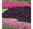 Семена ELITE PLANT-BREEDING & SEED PRODUCTION Co. Алиссум эстер боннет дип пинк 50 шт эс мини 1026993591 2