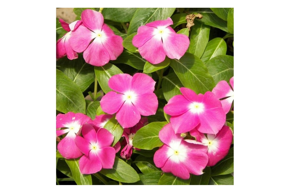 Семена ELITE PLANT-BREEDING & SEED PRODUCTION Co. Катарантус гибридный ...