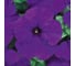 Семена ELITE PLANT-BREEDING & SEED PRODUCTION Co. Петуния крупноцвет дримз миднайт f1 500 шт эс мини 1071861343 2