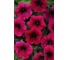 Семена ELITE PLANT-BREEDING & SEED PRODUCTION Co. Петуния суперкаскадная шок вейв дип пепл 10 шт эс мини 1026993783 2