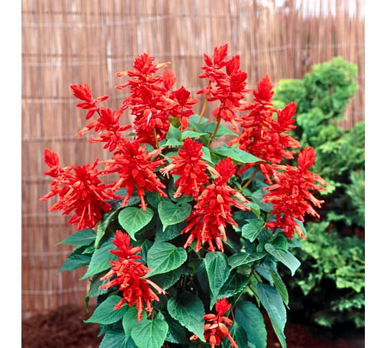 Семена ELITE PLANT-BREEDING & SEED PRODUCTION Co. Сальвия блестящая виста ред 500 шт эс 1026994196