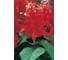Семена ELITE PLANT-BREEDING & SEED PRODUCTION Co. Сальвия блестящая виста ред 500 шт эс 1026994196 2
