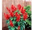 Семена ELITE PLANT-BREEDING & SEED PRODUCTION Co. Сальвия блестящая виста ред 500 шт эс 1026994196 3