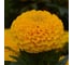Семена ELITE PLANT-BREEDING & SEED PRODUCTION Co. Бархатцы пр. махр тайшан голд f1 250 шт эс 1910601 2