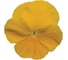 Семена ELITE PLANT-BREEDING & SEED PRODUCTION Co. Виола виттрока матрикс йеллоу f1 50 шт эс мини 1999942803 2