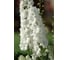 Семена ELITE PLANT-BREEDING & SEED PRODUCTION Co. Дельфиниум гардиан уайт f1 10 шт эс мини 1999946290 2