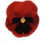 Семена ELITE PLANT-BREEDING & SEED PRODUCTION Co. Виола виттрока матрикс ред блотч f1 250 шт эс 1910568 2