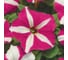 Семена ELITE PLANT-BREEDING & SEED PRODUCTION Co. Петуния многоцвет карпет роуз стар f1 500 шт эс 1910579 2