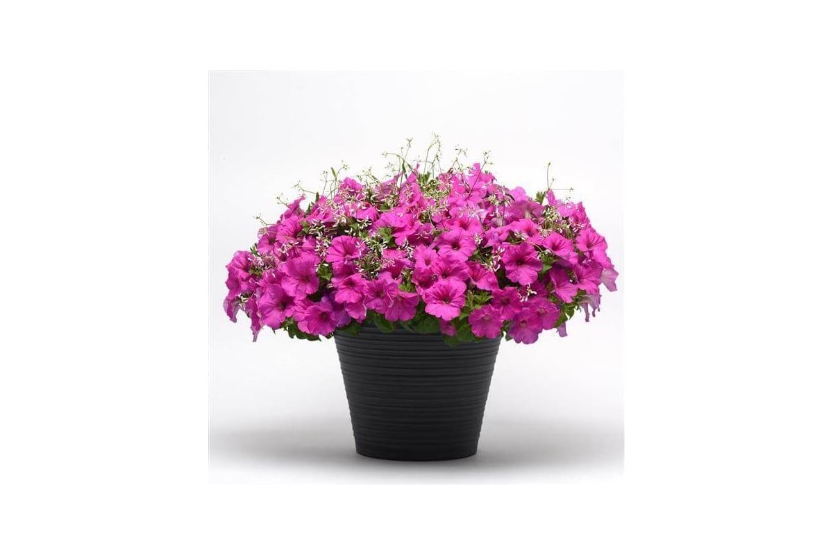 Семена ELITE PLANT-BREEDING & SEED PRODUCTION Co. Петуния ...