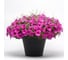 Семена ELITE PLANT-BREEDING & SEED PRODUCTION Co. Петуния суперкаскадная изи вейв неон роуз 50 шт эс 1026993846 2