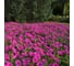 Семена ELITE PLANT-BREEDING & SEED PRODUCTION Co. Петуния суперкаскадная изи вейв неон роуз 50 шт эс 1026993846 3