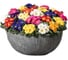 Семена ELITE PLANT-BREEDING & SEED PRODUCTION Co. Примула оптик микс f1 30 шт эс мини 1070016661 2