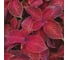 Семена ELITE PLANT-BREEDING & SEED PRODUCTION Co. Колеус блюме визард велвет ред 70 шт эс мини 1999943227 2
