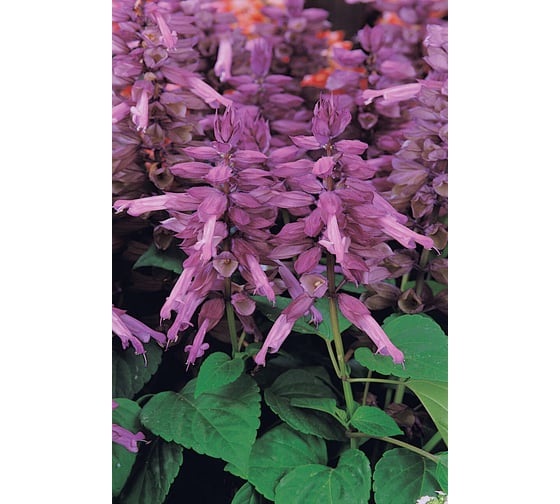 Семена ELITE PLANT-BREEDING & SEED PRODUCTION Co. Сальвия блестящая виста лавендер 50 шт эс мини 1026994191