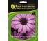 Семена ELITE PLANT-BREEDING & SEED PRODUCTION Co. Остеоспермум акила лавендер шейдз 10 шт эс мини 1026993772 1