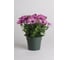 Семена ELITE PLANT-BREEDING & SEED PRODUCTION Co. Остеоспермум акила лавендер шейдз 10 шт эс мини 1026993772 2
