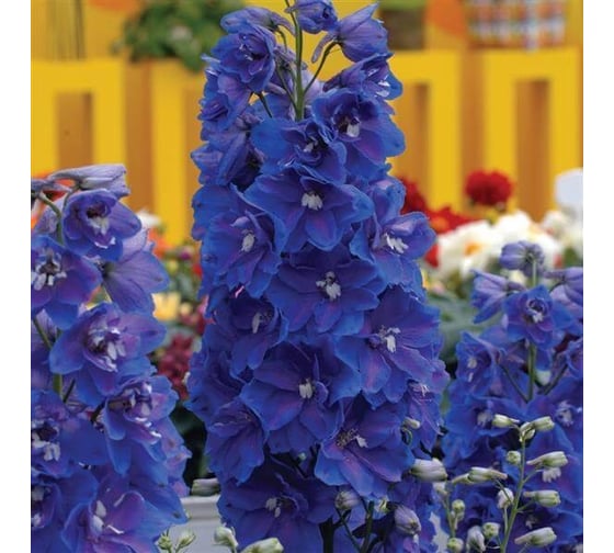 Семена ELITE PLANT-BREEDING & SEED PRODUCTION Co. Дельфиниум гардиан блу f1 10 шт эс мини 1999946289