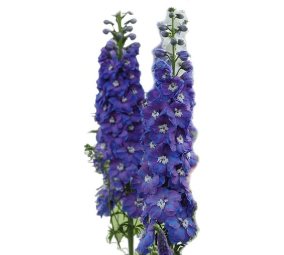 Семена ELITE PLANT-BREEDING & SEED PRODUCTION Co. Дельфиниум гардиан блу f1 10 шт эс мини 1999946289