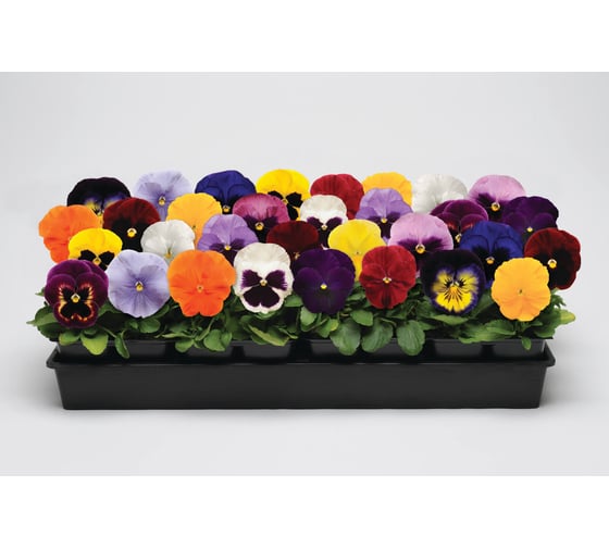Семена ELITE PLANT-BREEDING & SEED PRODUCTION Co. Виола виттрока матрикс микс f1 50 шт эс мини 1999943781