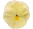 Семена ELITE PLANT-BREEDING & SEED PRODUCTION Co. Виола виттрока матрикс примроуз f1 50 шт эс мини 1999942813 2