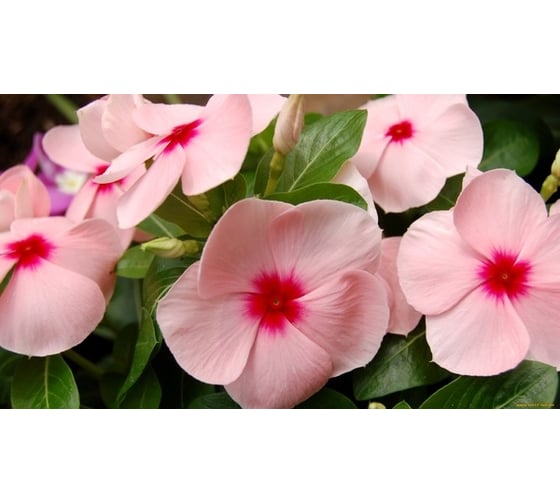 Семена ELITE PLANT-BREEDING & SEED PRODUCTION Co. Катарантус гибридный пацифика хр блаш 70 шт эс мини 1999943233