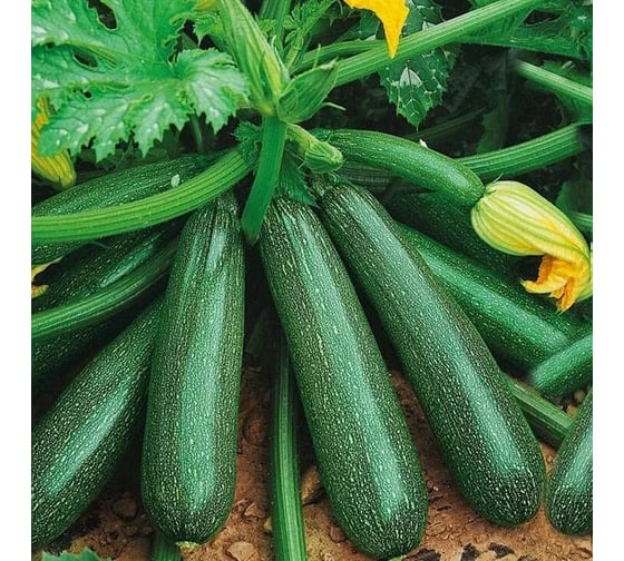 Кабачок цуккини АЭЛИТА Осьминог 1г 00-00593650