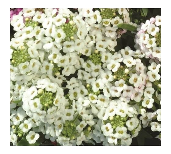 Алиссум эстер боннет уайт 50 шт эс мини ELITE PLANT-BREEDING & SEED PRODUCTION Co. 1026993675