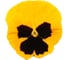 Виола виттрока матрикс йеллоу блотч f1 50 шт эс мини ELITE PLANT-BREEDING & SEED PRODUCTION Co. 1999942805 2