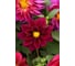 Георгина гибридная фигаро виолет шейдз 30 шт эс мини ELITE PLANT-BREEDING & SEED PRODUCTION Co. 1999942876 2