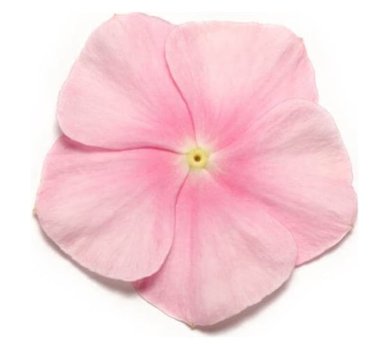 Катарантус гибридный пацифика хр иси пинк 500 шт эс ELITE PLANT-BREEDING & SEED PRODUCTION Co. 1026994478