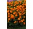 Космея мандарин 30 шт эс мини ELITE PLANT-BREEDING & SEED PRODUCTION Co. 1026994534 2