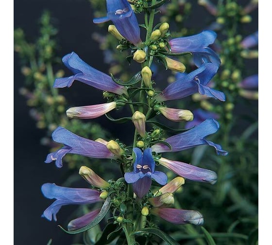 Пенстемон электрик блу 20 шт эс мини ELITE PLANT-BREEDING & SEED PRODUCTION Co. 1070016651
