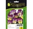 Виола виттрока кул вейв расберри свирл f1 20 шт эс мини ELITE PLANT-BREEDING & SEED PRODUCTION Co. 1070016646 1