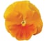 Виола виттрока матрикс оранж f1 250 шт эс ELITE PLANT-BREEDING & SEED PRODUCTION Co. 1910565 3