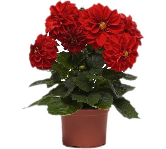 Георгина гибридная фигаро ред шейдз 250 шт эс ELITE PLANT-BREEDING & SEED PRODUCTION Co. 1910591