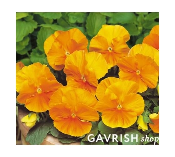 Виола виттрока матрикс оранж f1 50 шт эс мини ELITE PLANT-BREEDING & SEED PRODUCTION Co. 1999942812