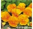 Виола виттрока матрикс оранж f1 50 шт эс мини ELITE PLANT-BREEDING & SEED PRODUCTION Co. 1999942812 2
