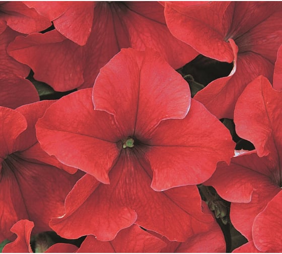 Петуния крупноцвет дримз ред f1 70 шт эс мини ELITE PLANT-BREEDING & SEED PRODUCTION Co. 1999943408